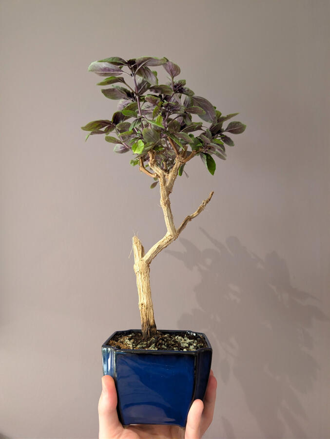 Genovese Basil Genovese Basil