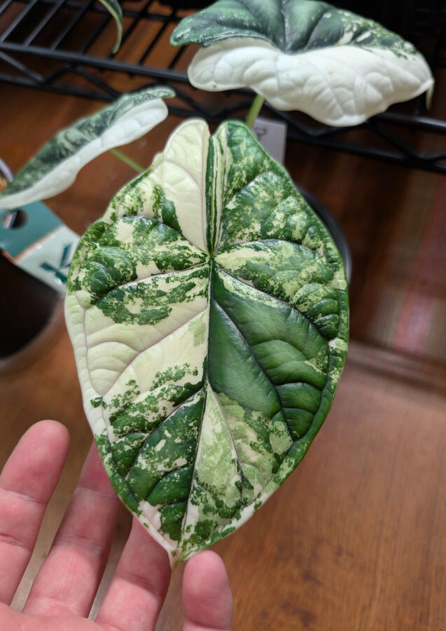 Alocasia Dragon Scale Albo Alocasia Dragon Scale Albo