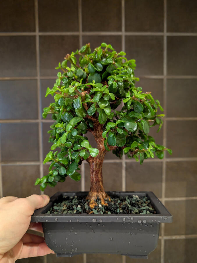Dwarf Jade Dwarf Jade