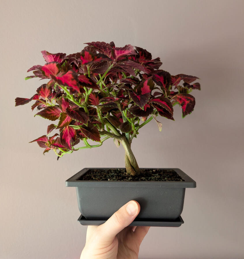 Red Coleus Fusion Red Coleus Fusion