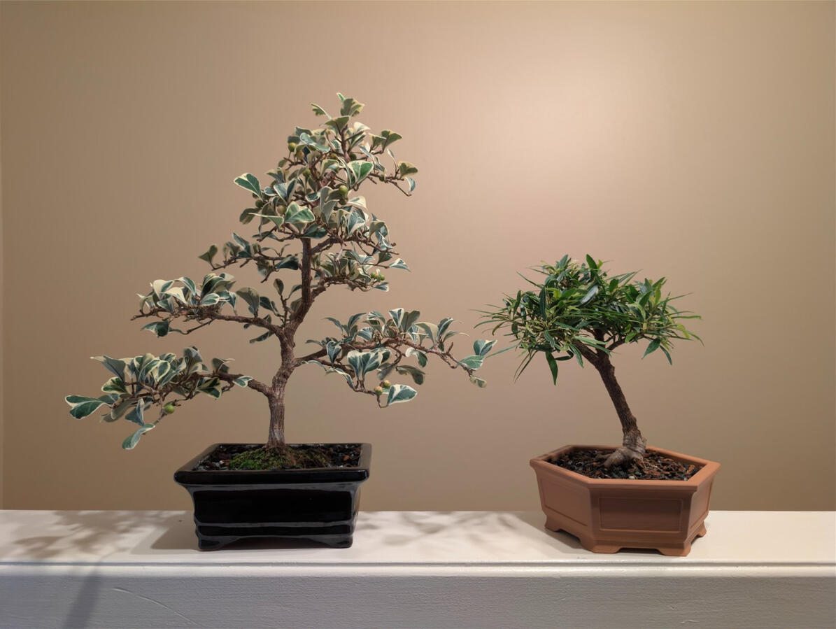 Ficus Triangularis & Willow Leaf Ficus Ficus Triangularis & Willow Leaf Ficus