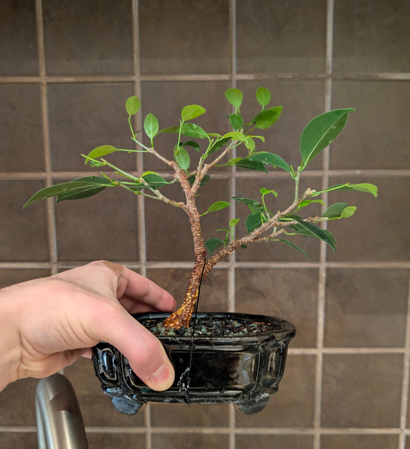 Tigerbark Ficus Tigerbark Ficus