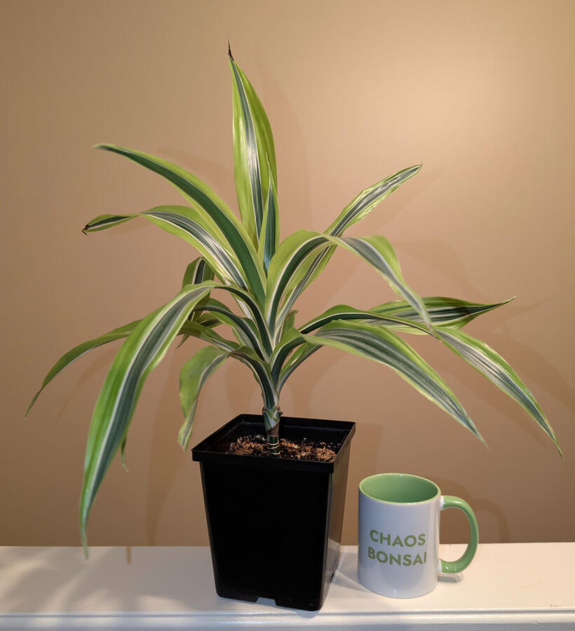 Lime Dracaena Lime Dracaena