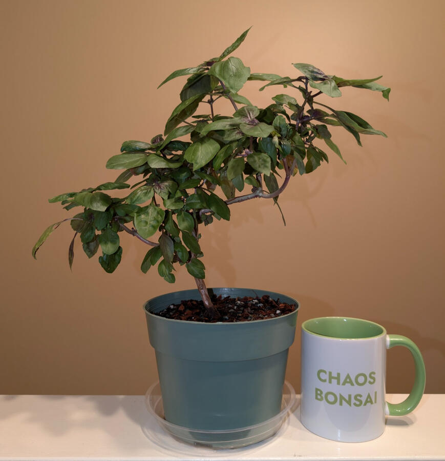 Genovese Basil Genovese Basil