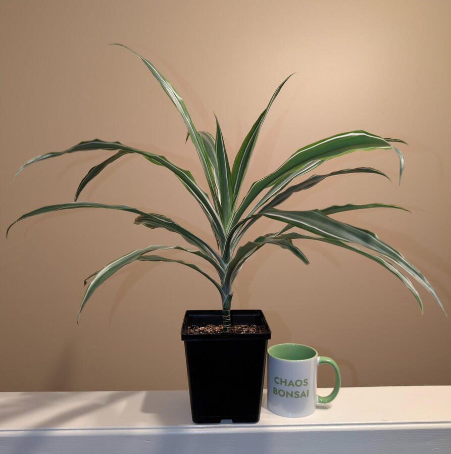 Variegated Dracaena Variegated Dracaena