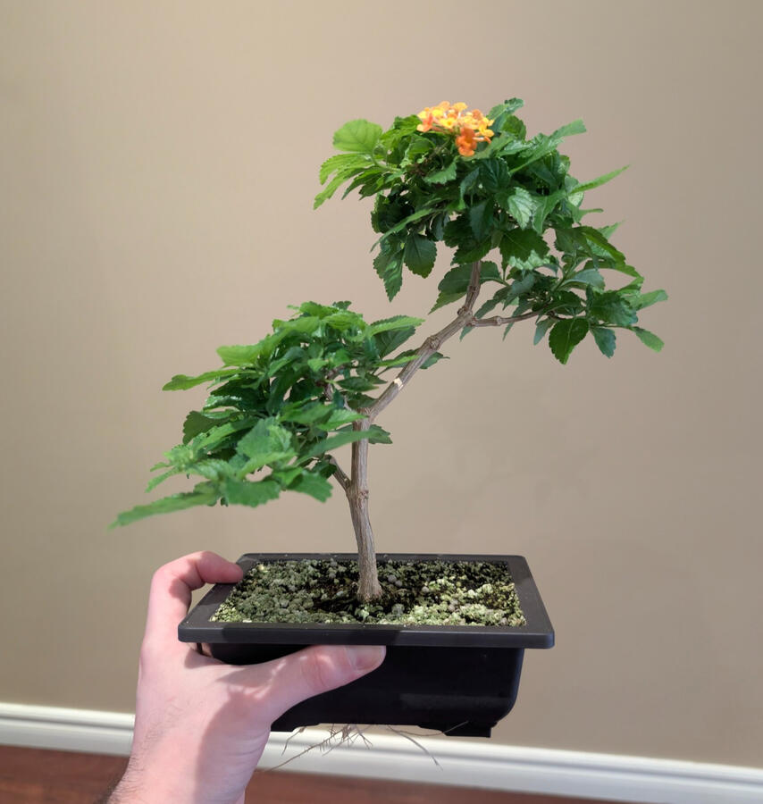 Twin Pad Lantana Twin Pad Lantana