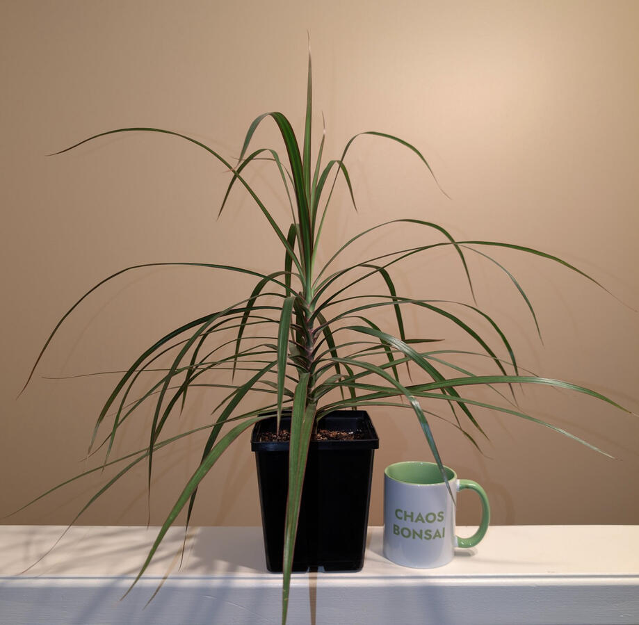 Dracaena Marginata Dracaena Marginata
