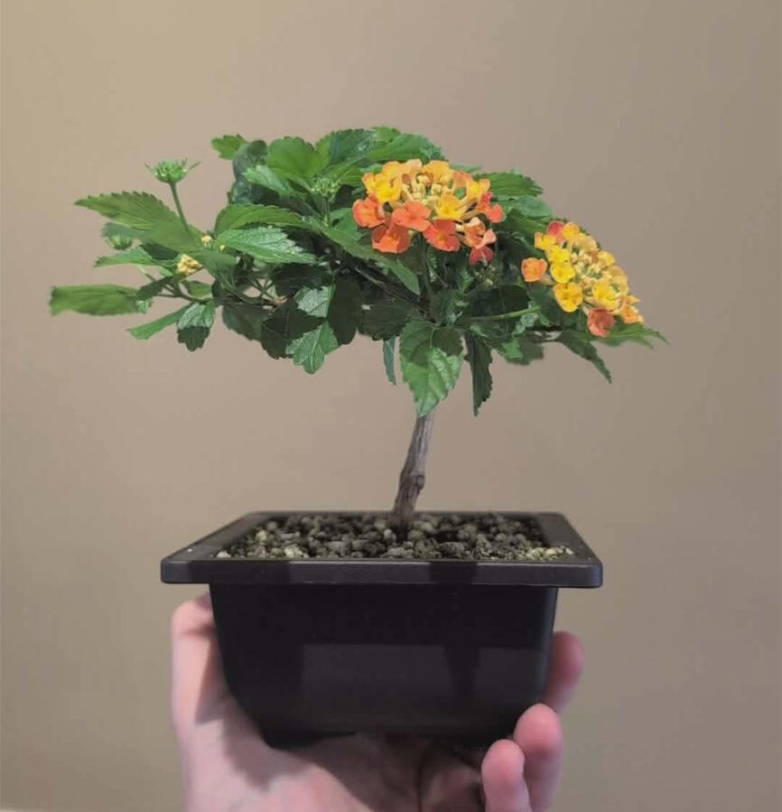 Broom Style Lantana Broom Style Lantana