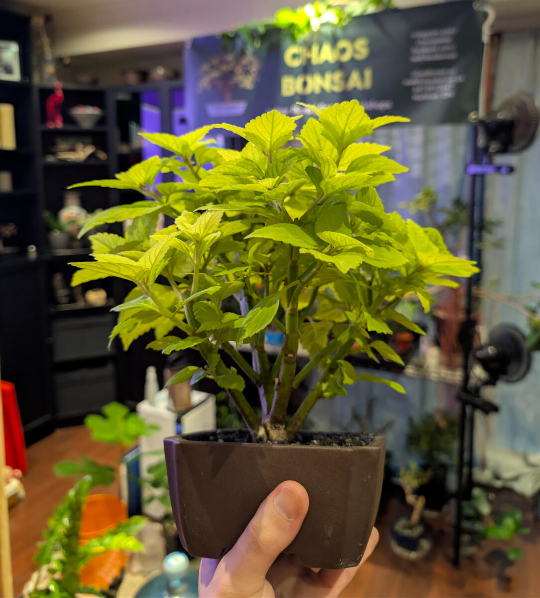 Neon Coleus