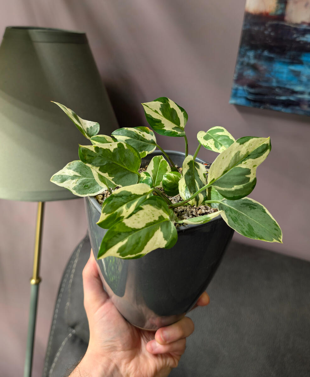 Pothos N'Joy