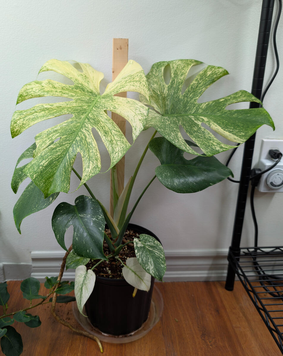 Monstera Mint